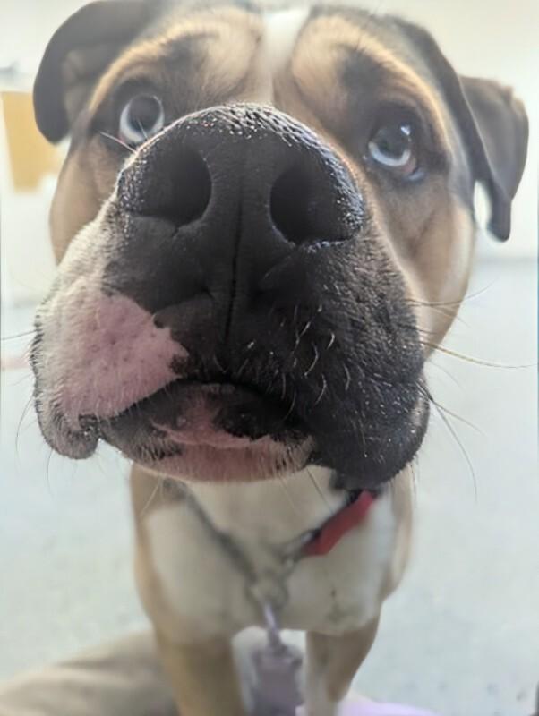 Enlarge Miklo, a Adoptable mixed breed in Yankton, SD image 1/6