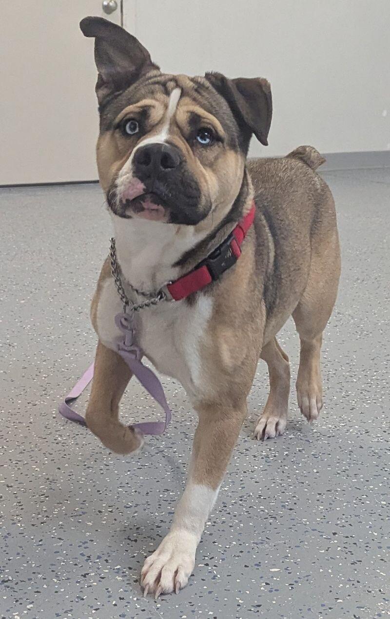 Enlarge Miklo, a Adoptable mixed breed in Yankton, SD image 2/6