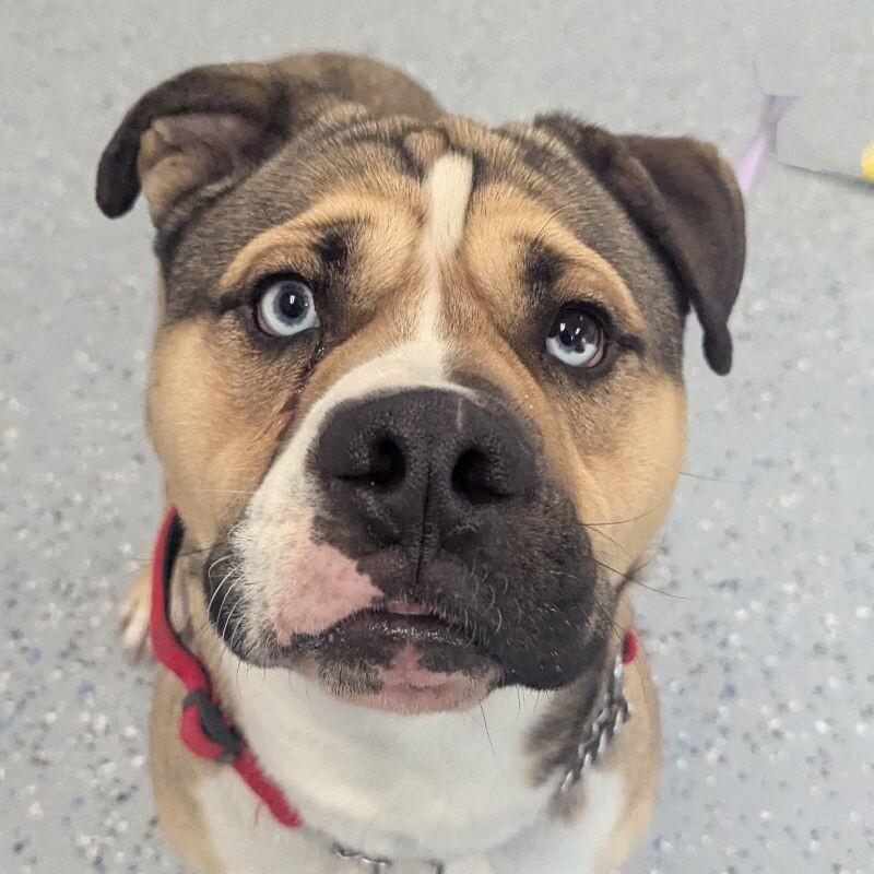 Enlarge Miklo, a Adoptable mixed breed in Yankton, SD image 3/6