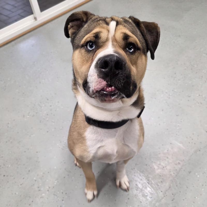 Enlarge Miklo, a Adoptable mixed breed in Yankton, SD image 4/6