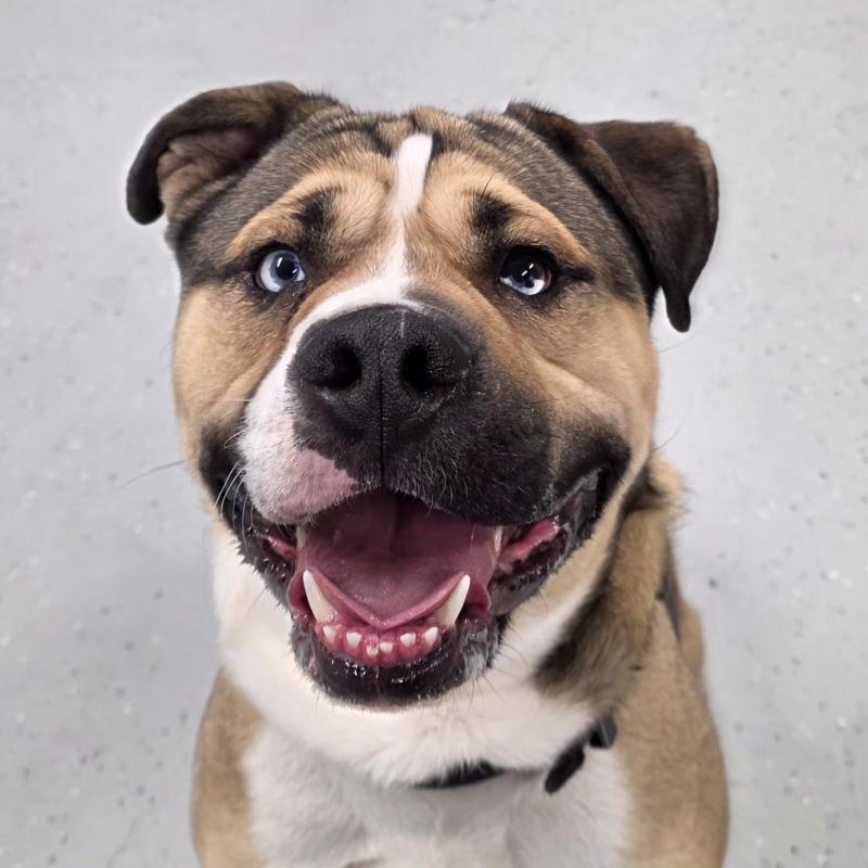 Enlarge Miklo, a Adoptable mixed breed in Yankton, SD image 5/6