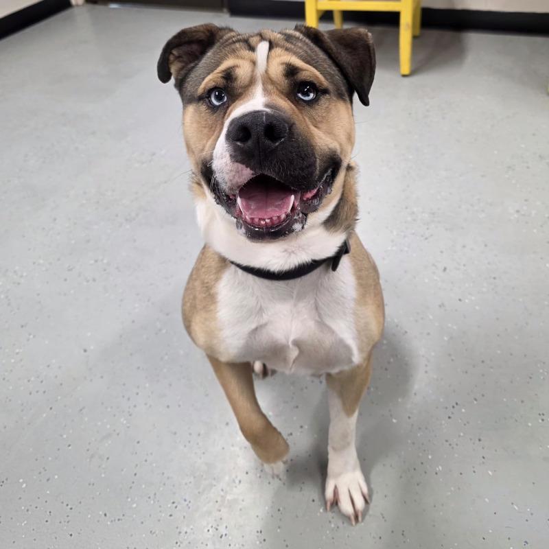 Enlarge Miklo, a Adoptable mixed breed in Yankton, SD image 6/6