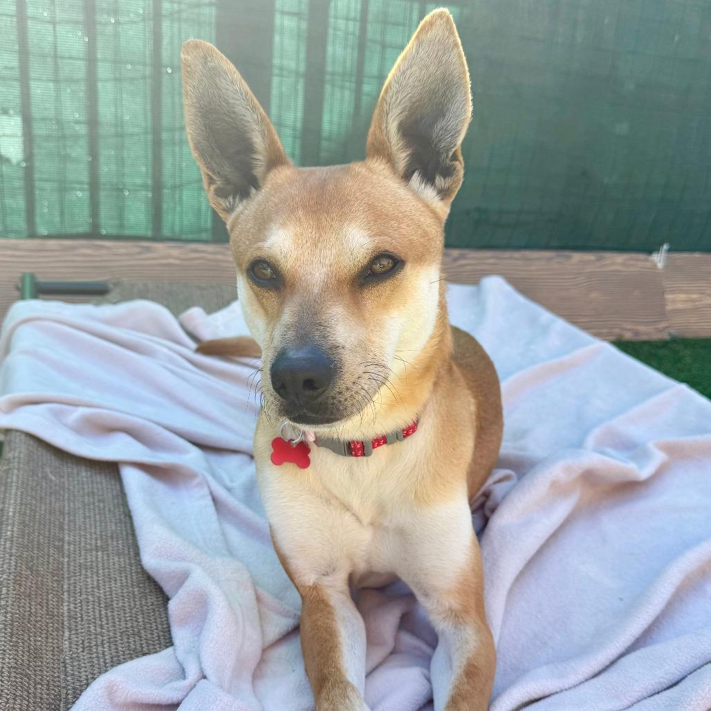 Enlarge Kevin, a Adoptable Carolina Dog in Agoura Hills, CA image 1/4