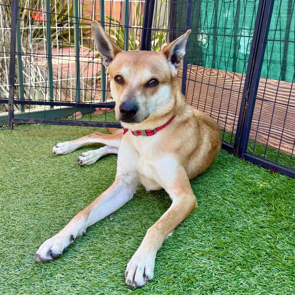 Enlarge Kevin, a Adoptable Carolina Dog in Agoura Hills, CA image 2/4