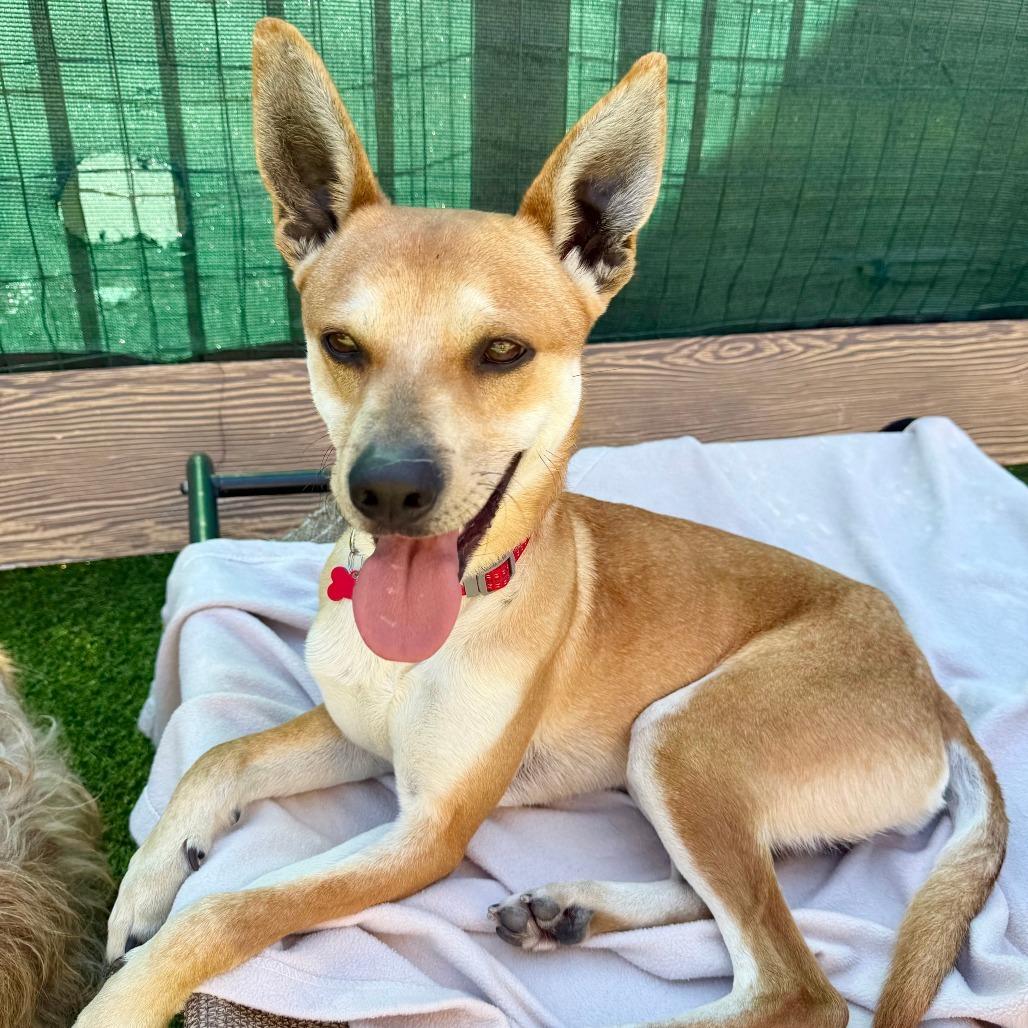 Enlarge Kevin, a Adoptable Carolina Dog in Agoura Hills, CA image 3/4