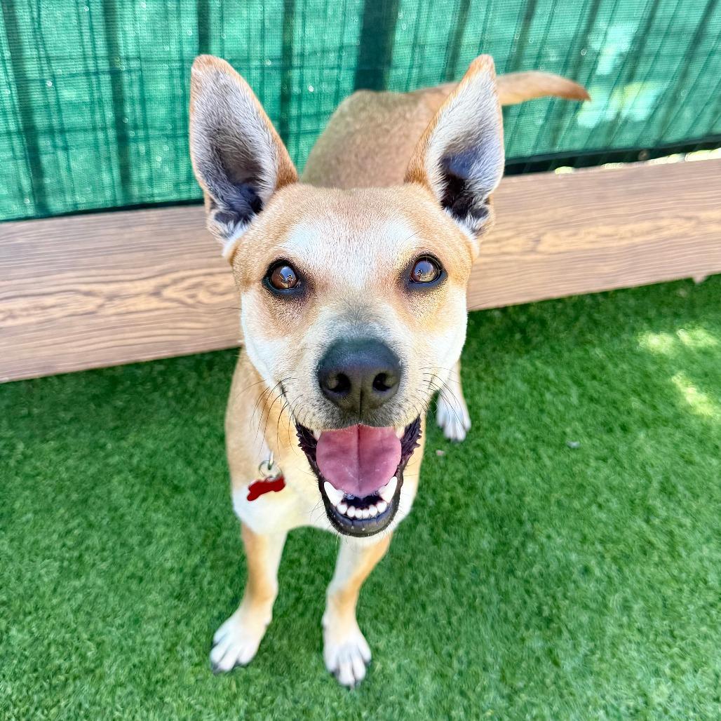 Enlarge Kevin, a Adoptable Carolina Dog in Agoura Hills, CA image 4/4