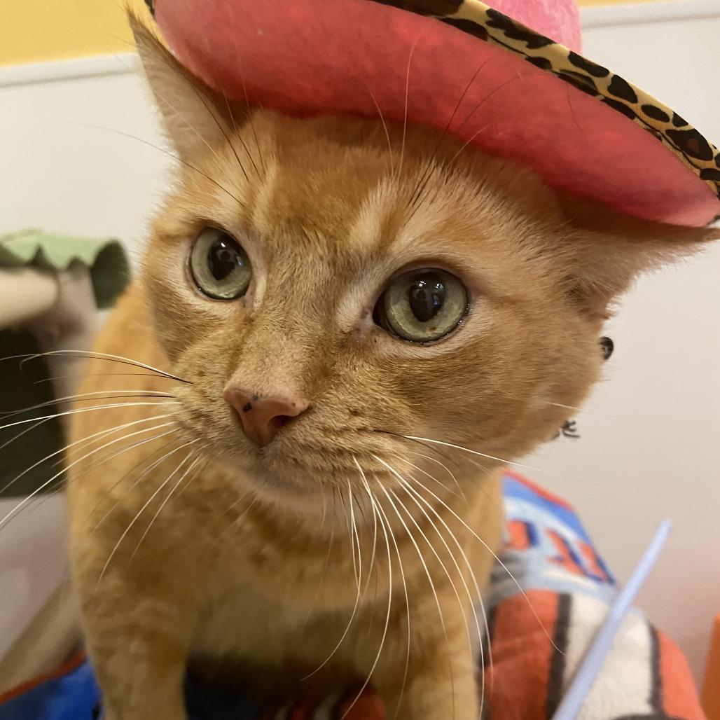 Garfield, Adoptable, Senior Male Domestic Short Hair.