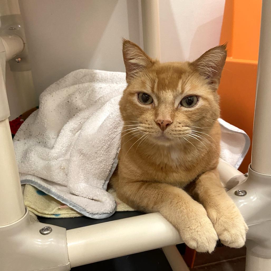 Garfield, Adoptable, Senior Male Domestic Short Hair.