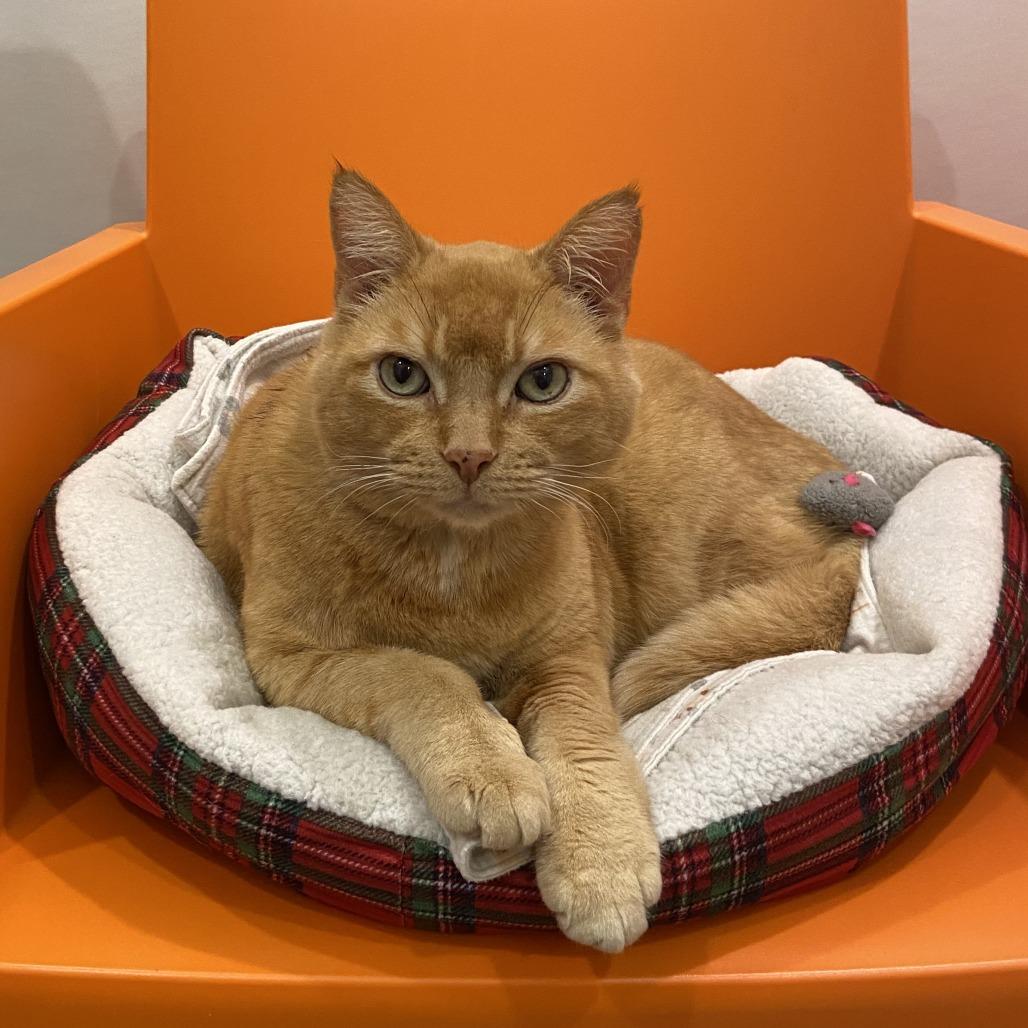 Enlarge Garfield, a Adoptable Domestic Short Hair in Washington Township, OH image 1/2