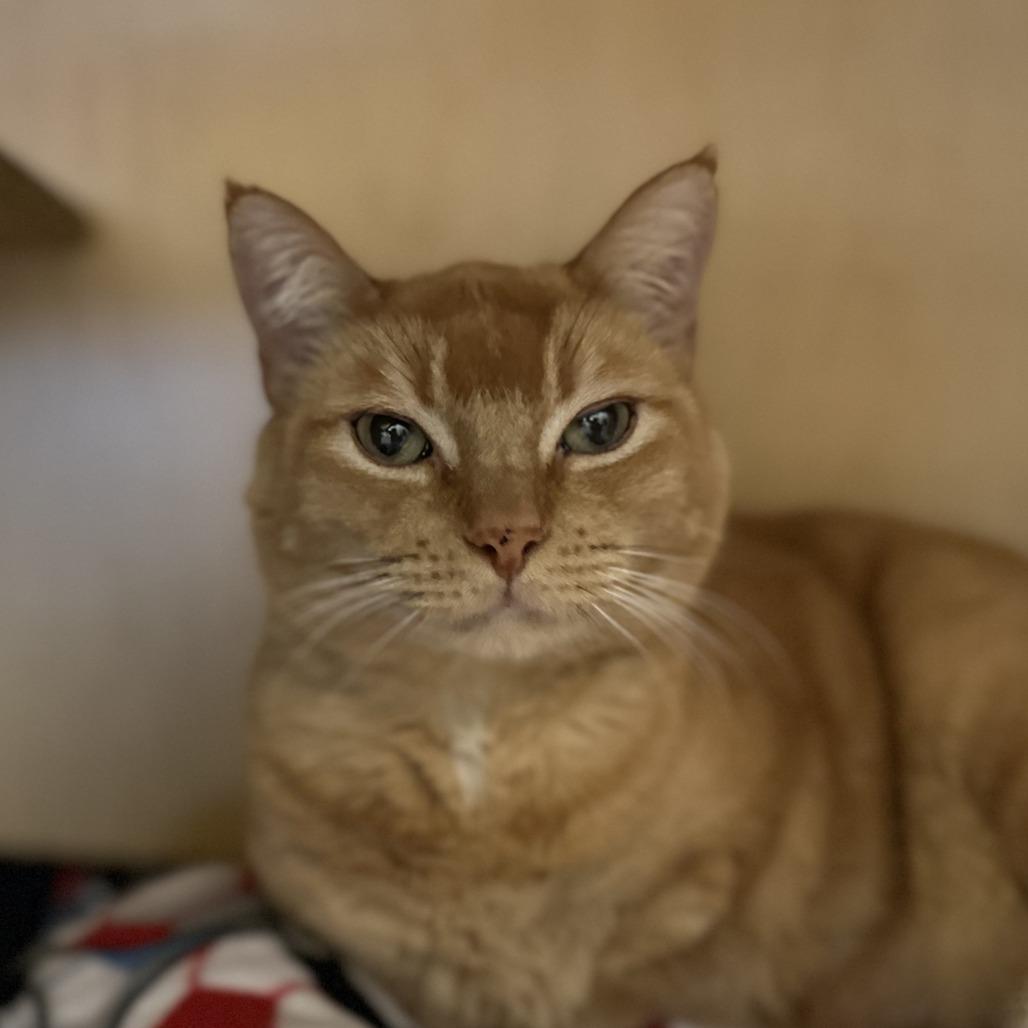 Enlarge Garfield, a Adoptable Domestic Short Hair in Washington Township, OH image 2/2