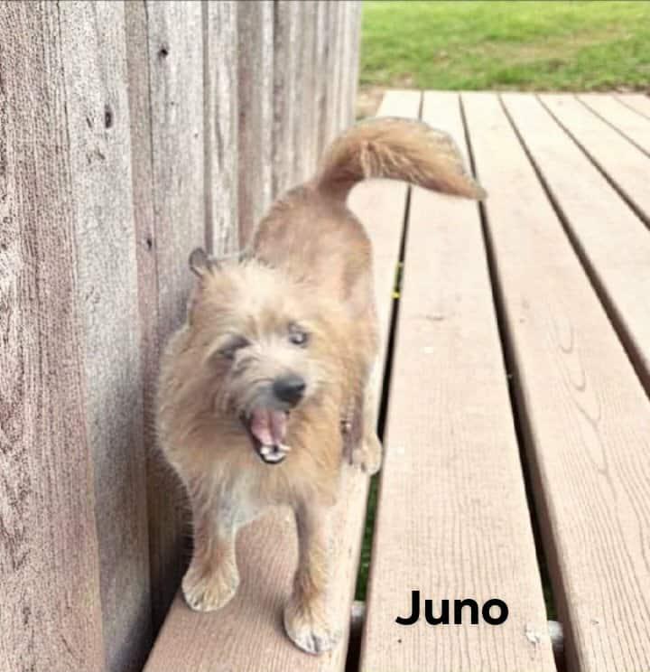 Juno