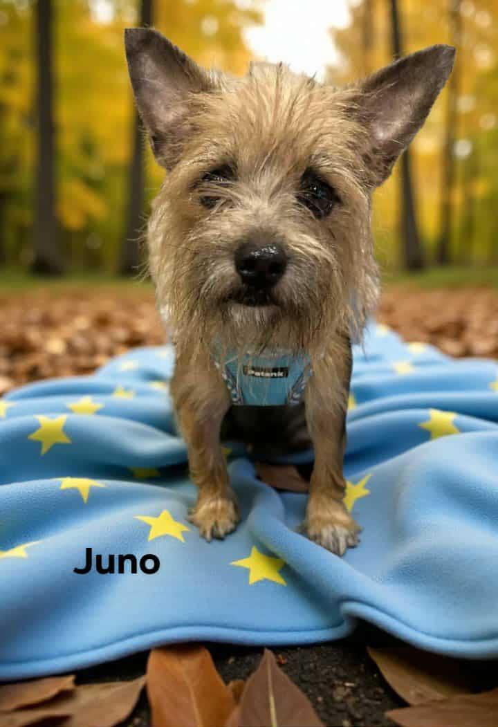 Juno