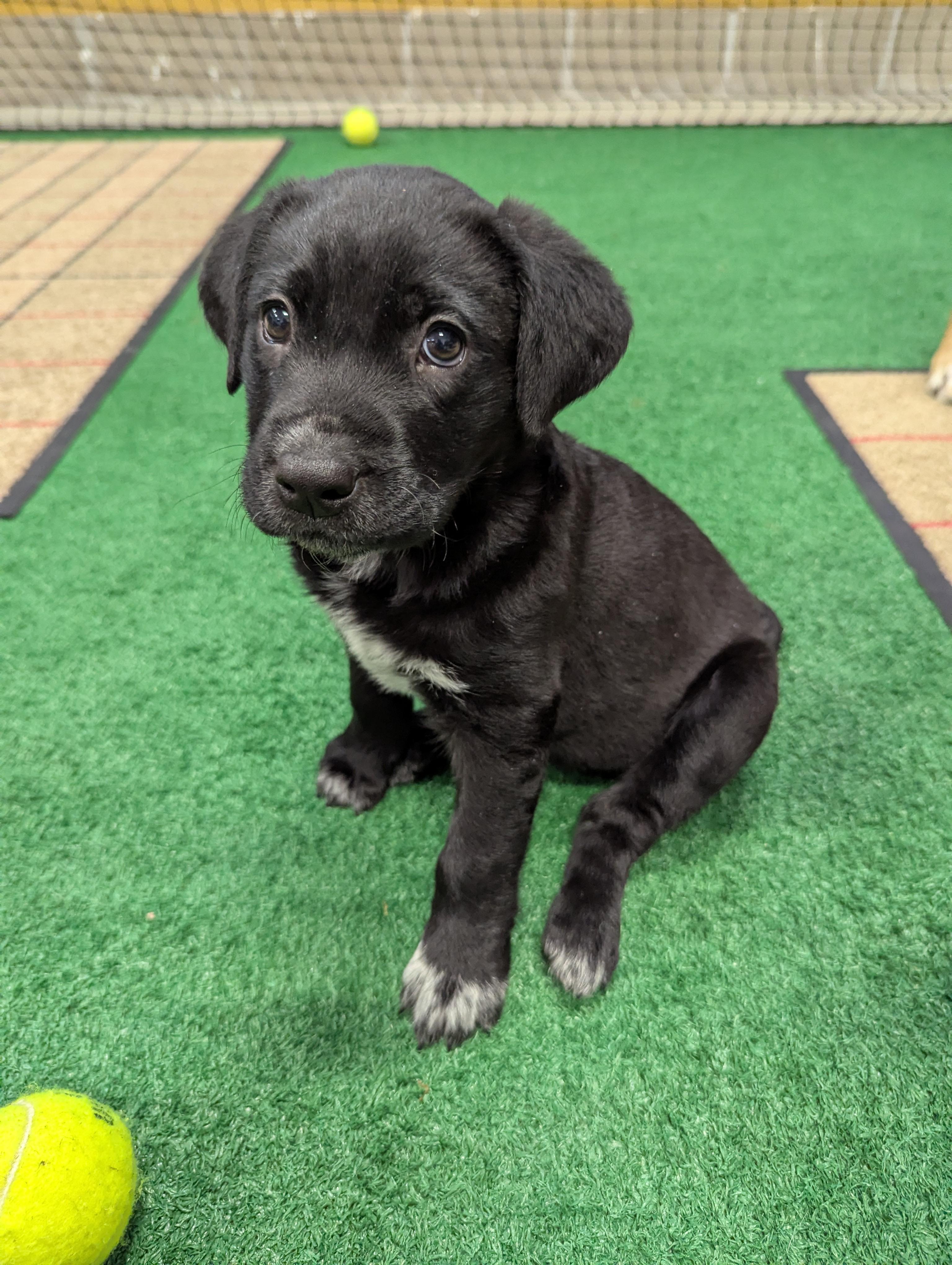 Deja, ADOPTABLE, Puppy Female Retriever & Mixed Breed.