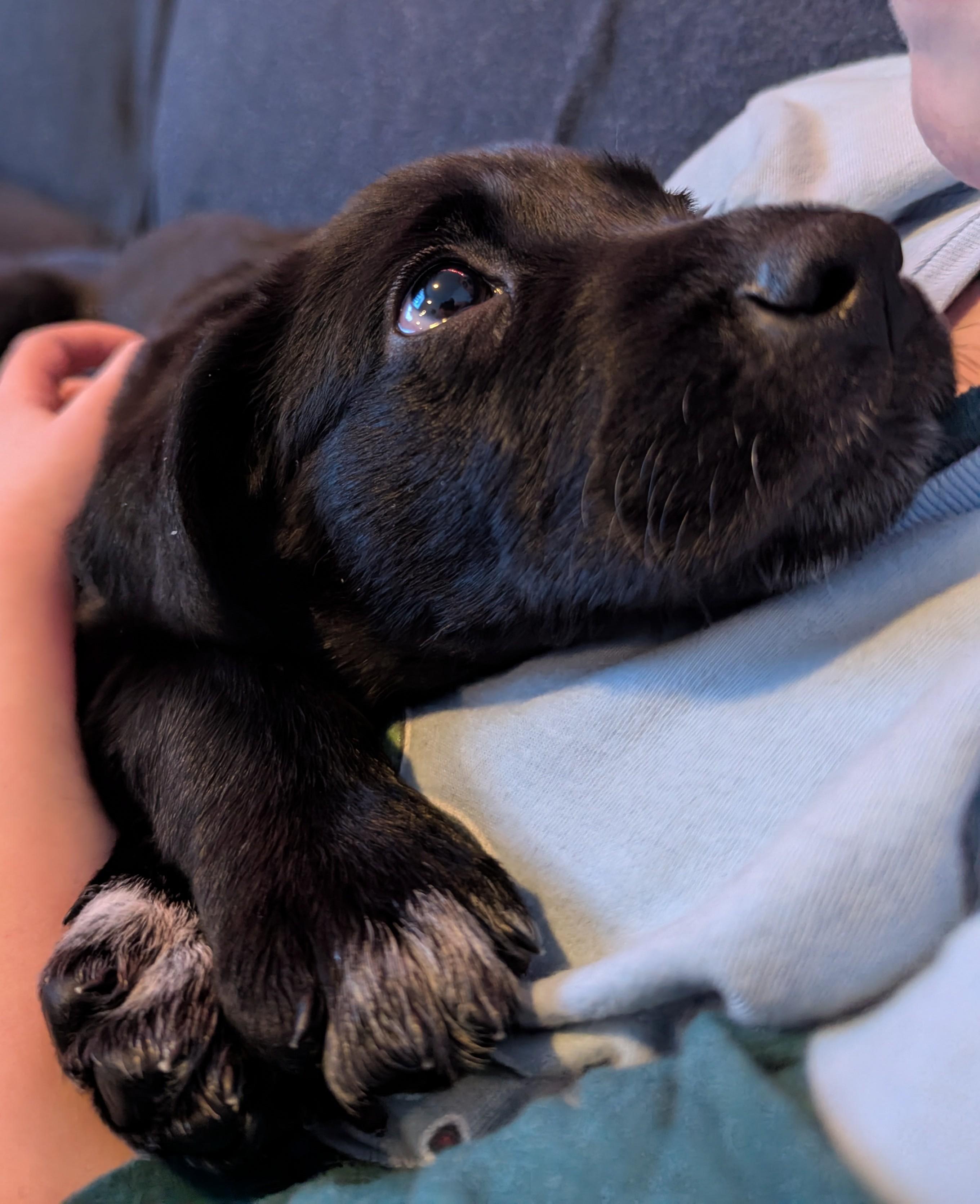 Deja, a ADOPTABLE mixed breed in Minneapolis, MN image 5/6