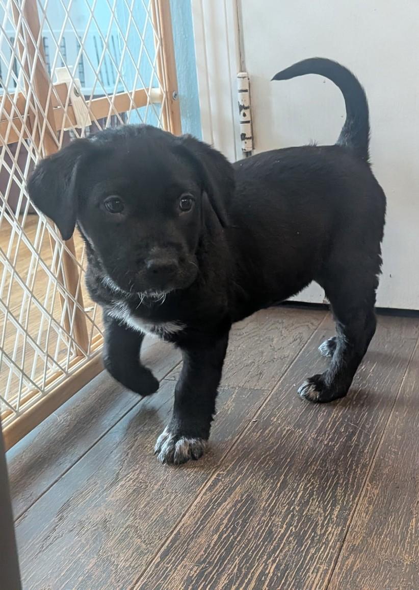 Deja, a ADOPTABLE mixed breed in Minneapolis, MN image 2/6