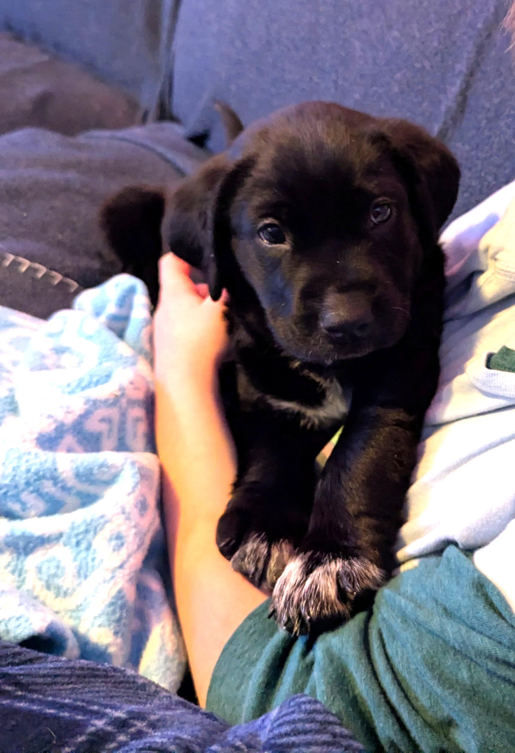 Deja, a ADOPTABLE mixed breed in Minneapolis, MN image 3/6