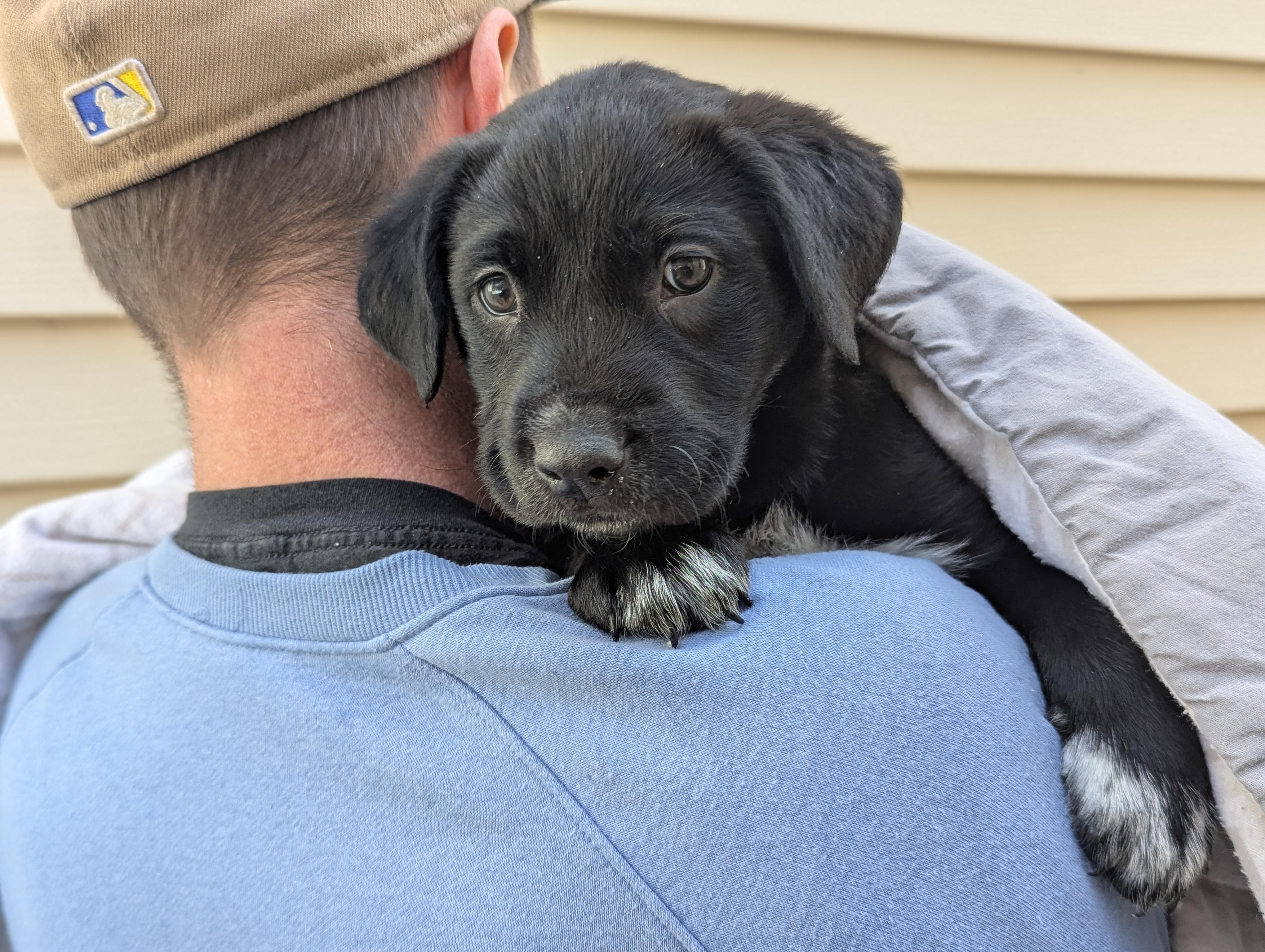 Deja, a ADOPTABLE mixed breed in Minneapolis, MN image 4/6