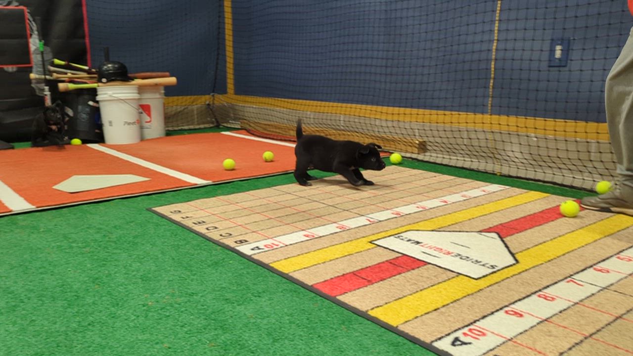 Enlarge Deja, a ADOPTABLE mixed breed in Minneapolis, MN video 6/6