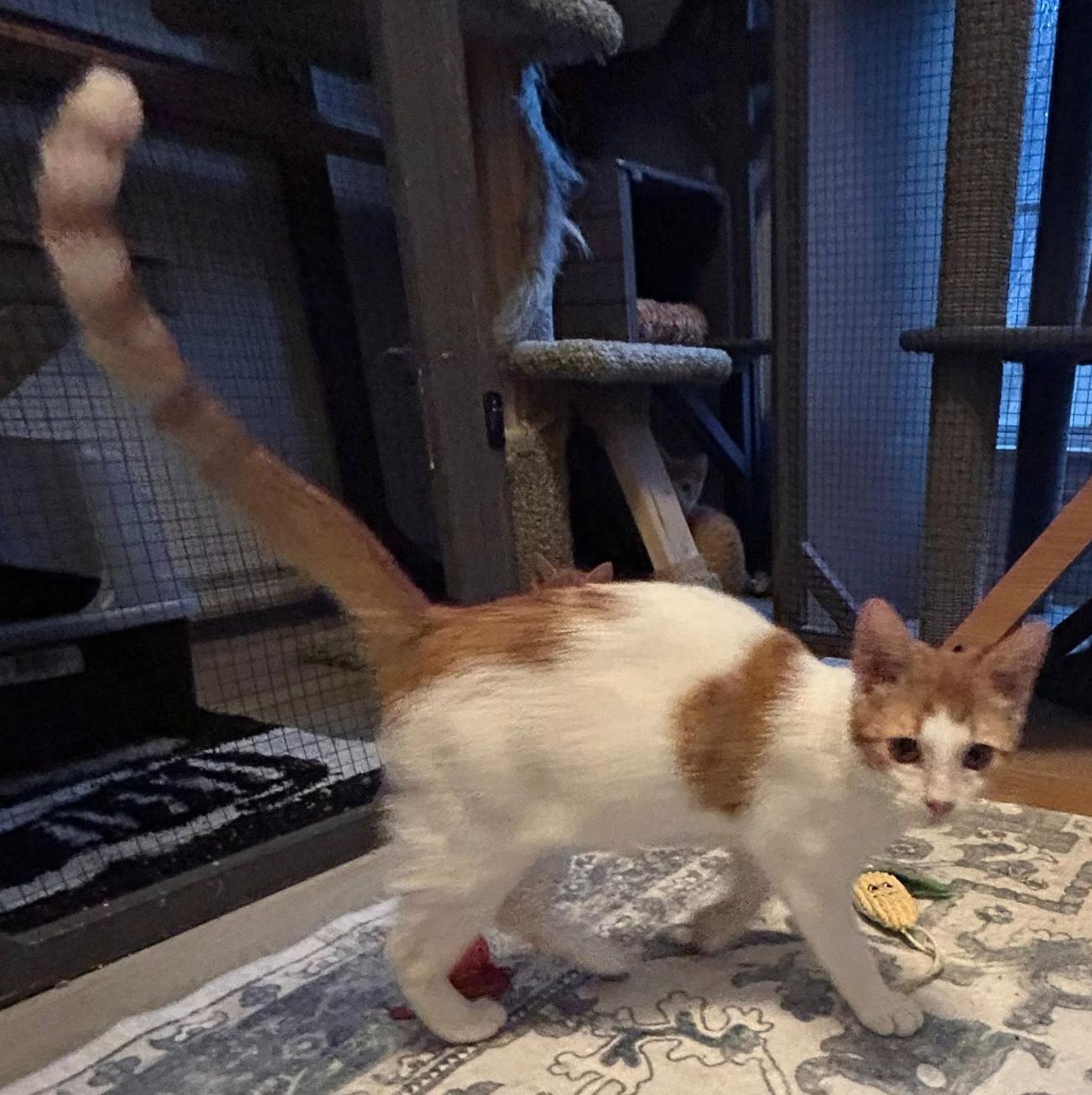 Enlarge Buttons, a Adopted Domestic Short Hair in Fort Worth, TX image 1/3