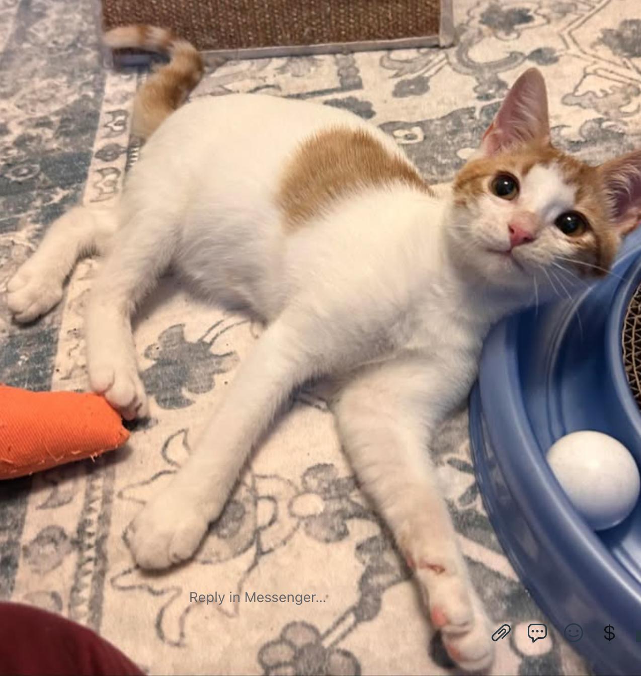 Enlarge Buttons, a Adopted Domestic Short Hair in Fort Worth, TX image 2/3