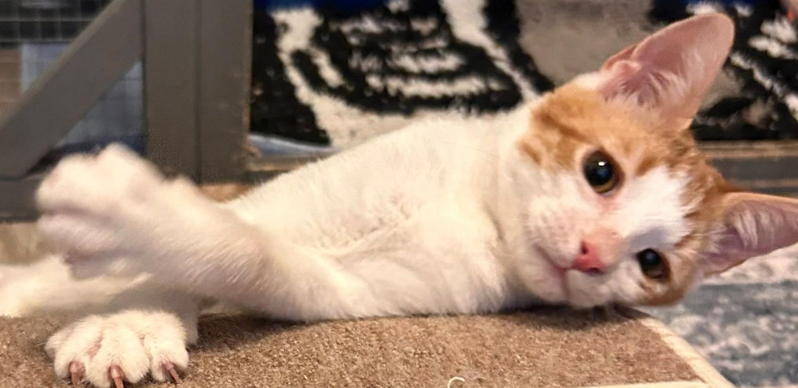 Enlarge Buttons, a Adopted Domestic Short Hair in Fort Worth, TX image 3/3