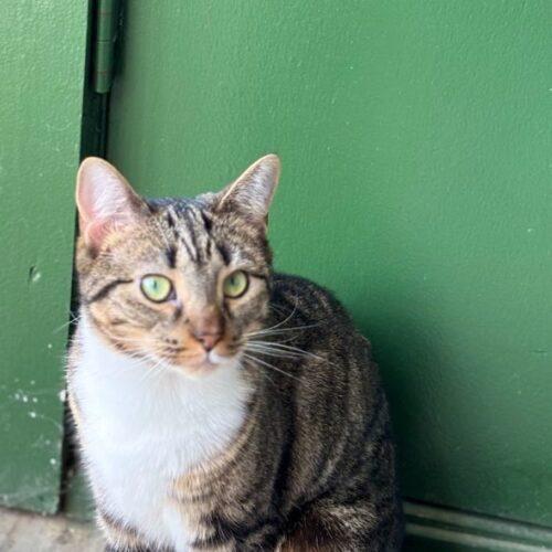 Mineola (Minnie), Adoptable, Young Female Domestic Short Hair.