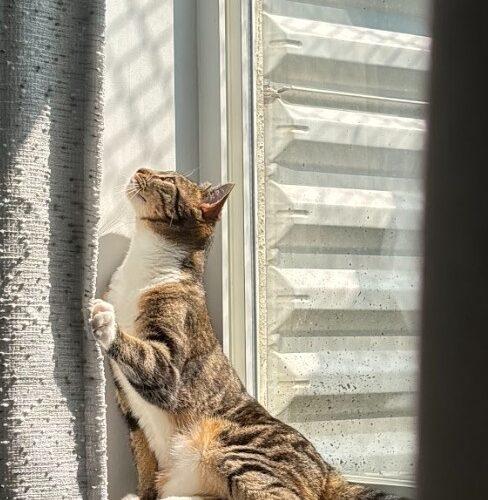 Mineola (Minnie), a Adoptable Domestic Short Hair in Gaithersburg, MD image 2/5