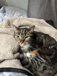 Mineola (Minnie), a Adoptable Domestic Short Hair in Gaithersburg, MD image 3/5