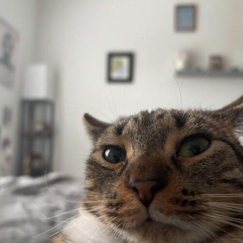 Mineola (Minnie), a Adoptable Domestic Short Hair in Gaithersburg, MD image 4/5