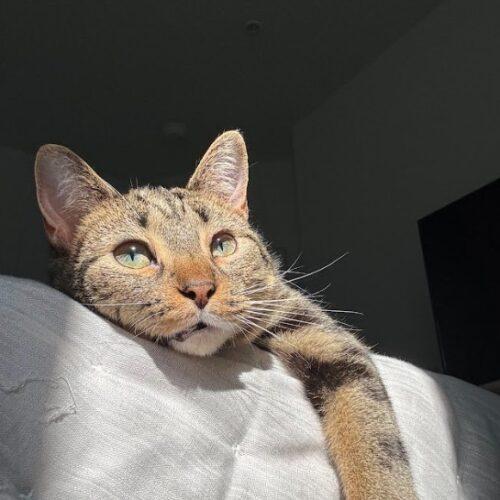 Mineola (Minnie), a Adoptable Domestic Short Hair in Gaithersburg, MD image 5/5