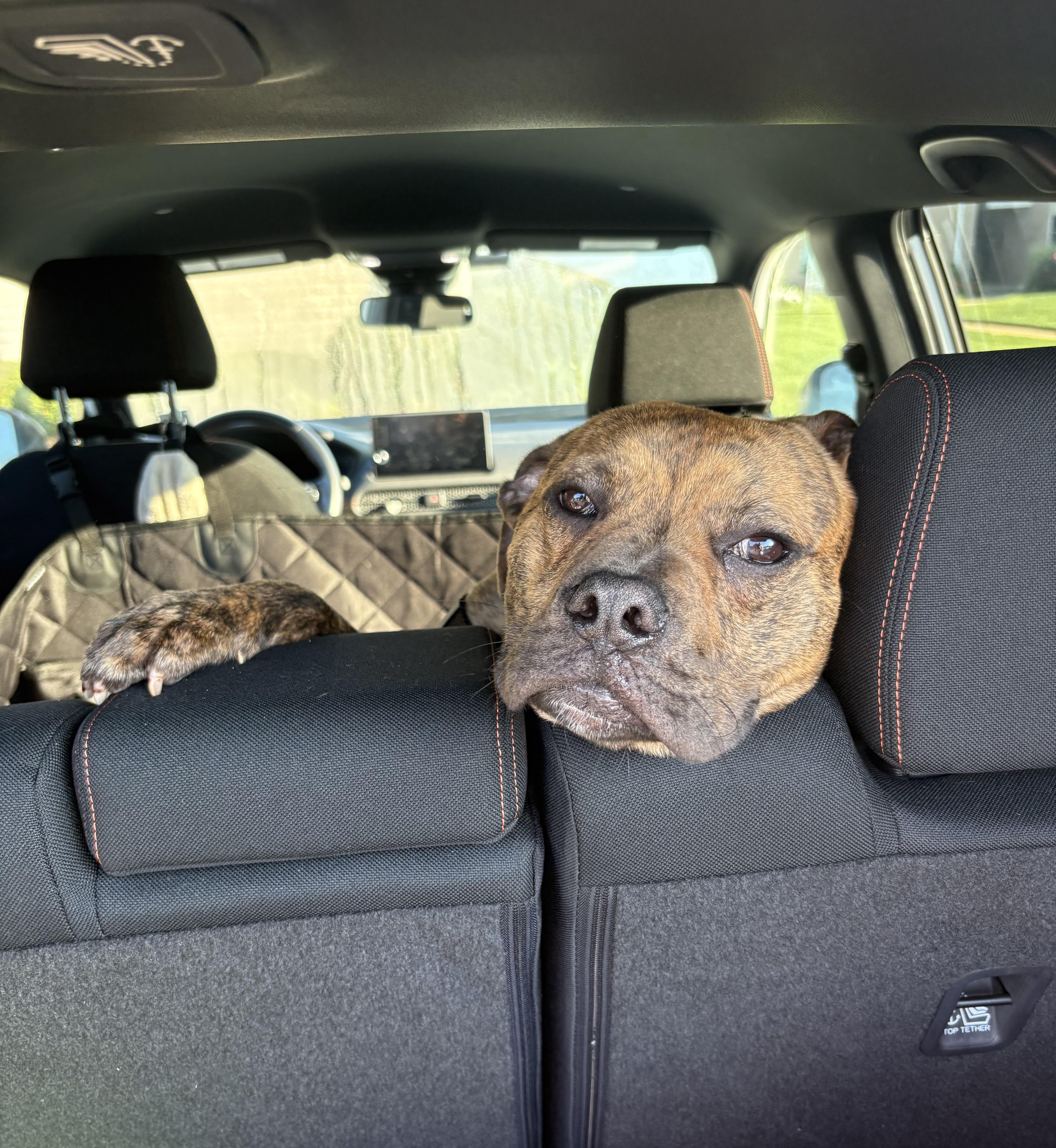 Bear, ADOPTABLE, Young Male Puggle & Boxer.