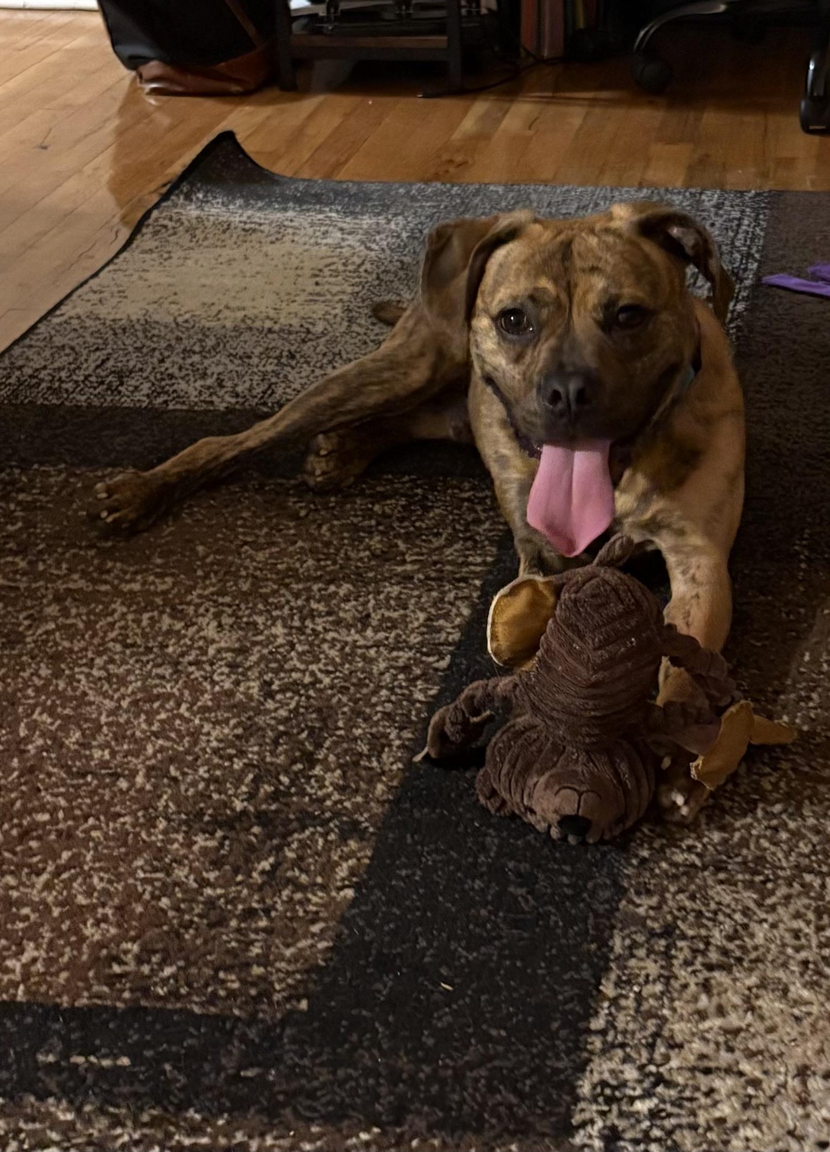 Enlarge Bear, a ADOPTABLE mixed breed in farmingdale, NJ image 3/3
