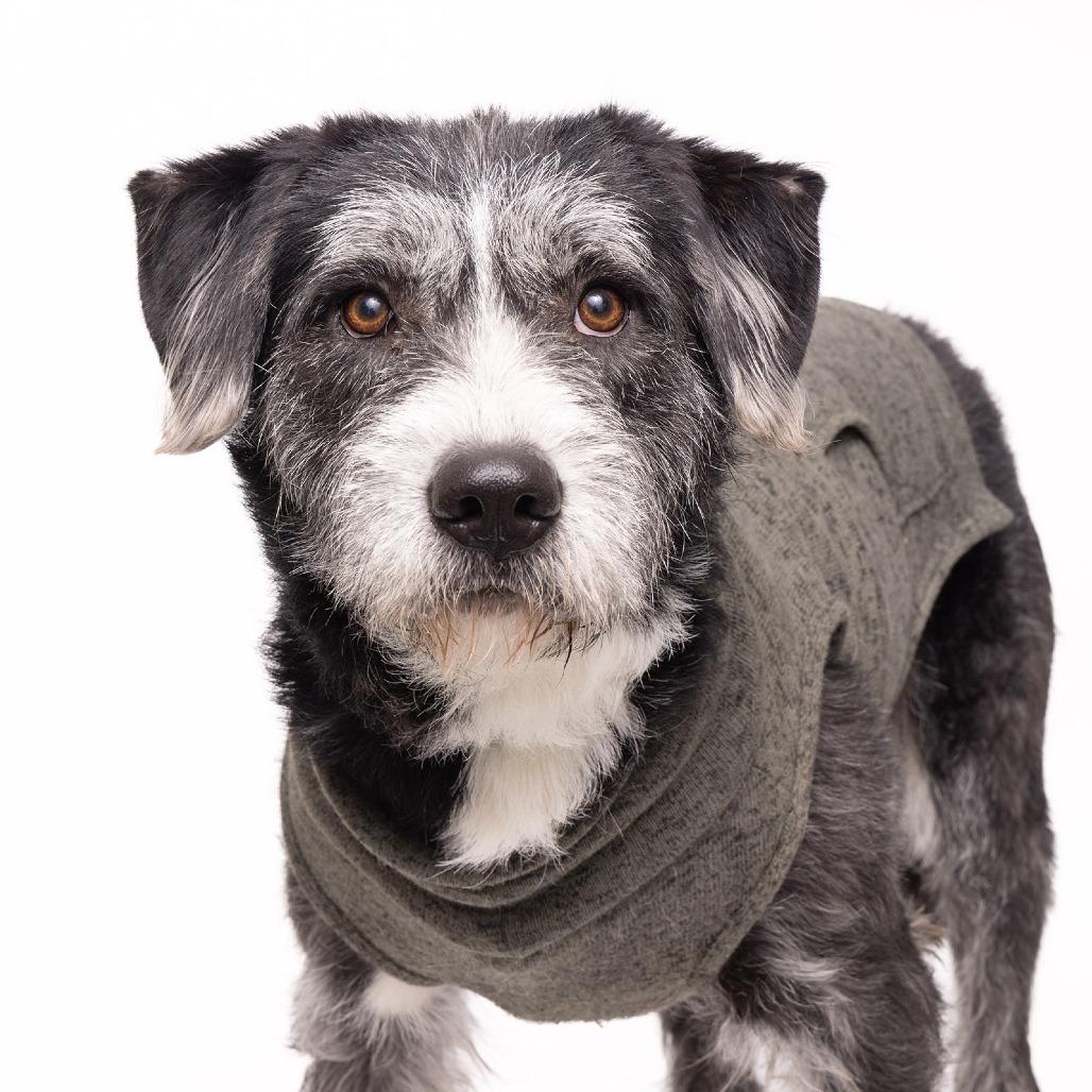 Enlarge Tipper, a Adoptable Mixed Breed in Franklin, TN image 2/2