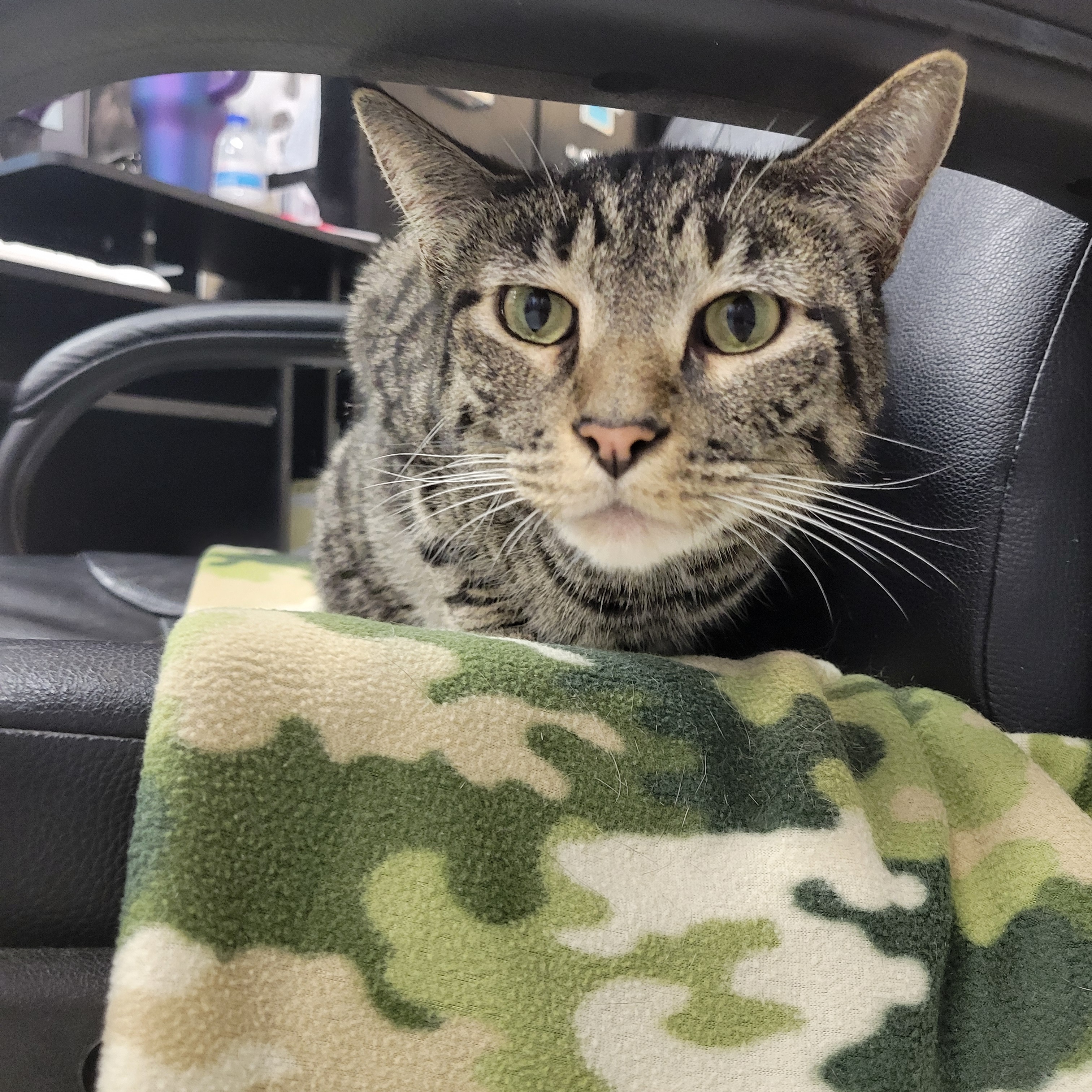 Enlarge J.T., a Adoptable Domestic Short Hair in Cathedral City, CA image 2/2