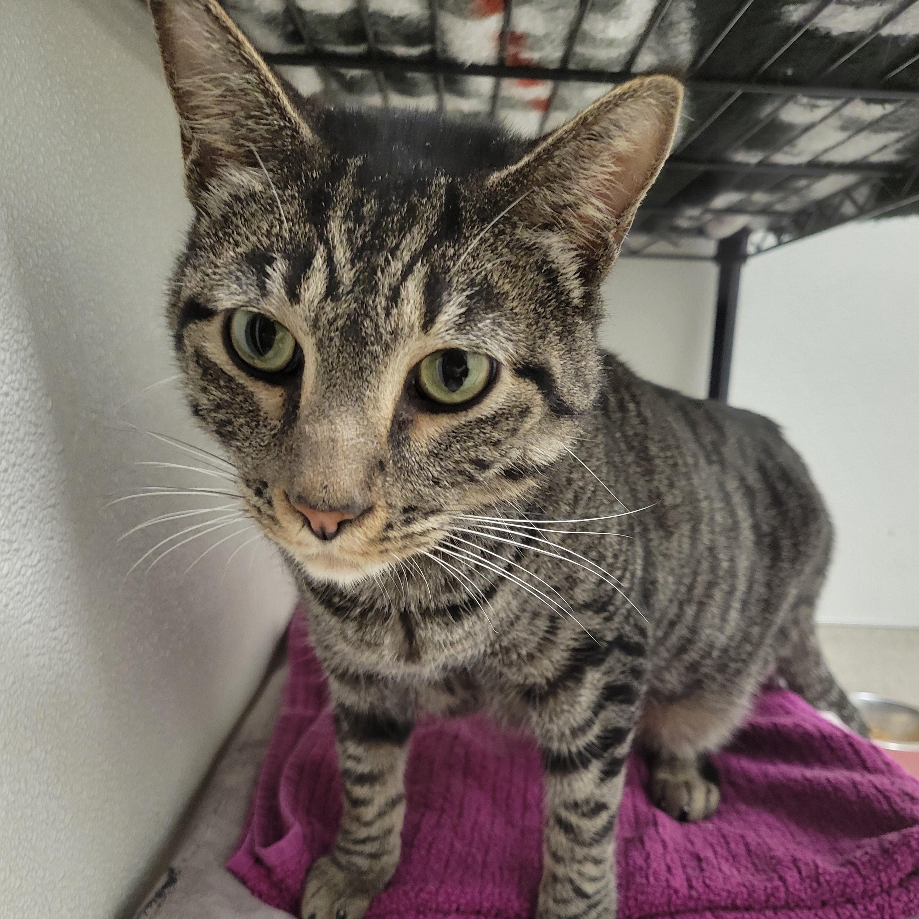 Enlarge J.T., a Adoptable Domestic Short Hair in Cathedral City, CA image 1/2
