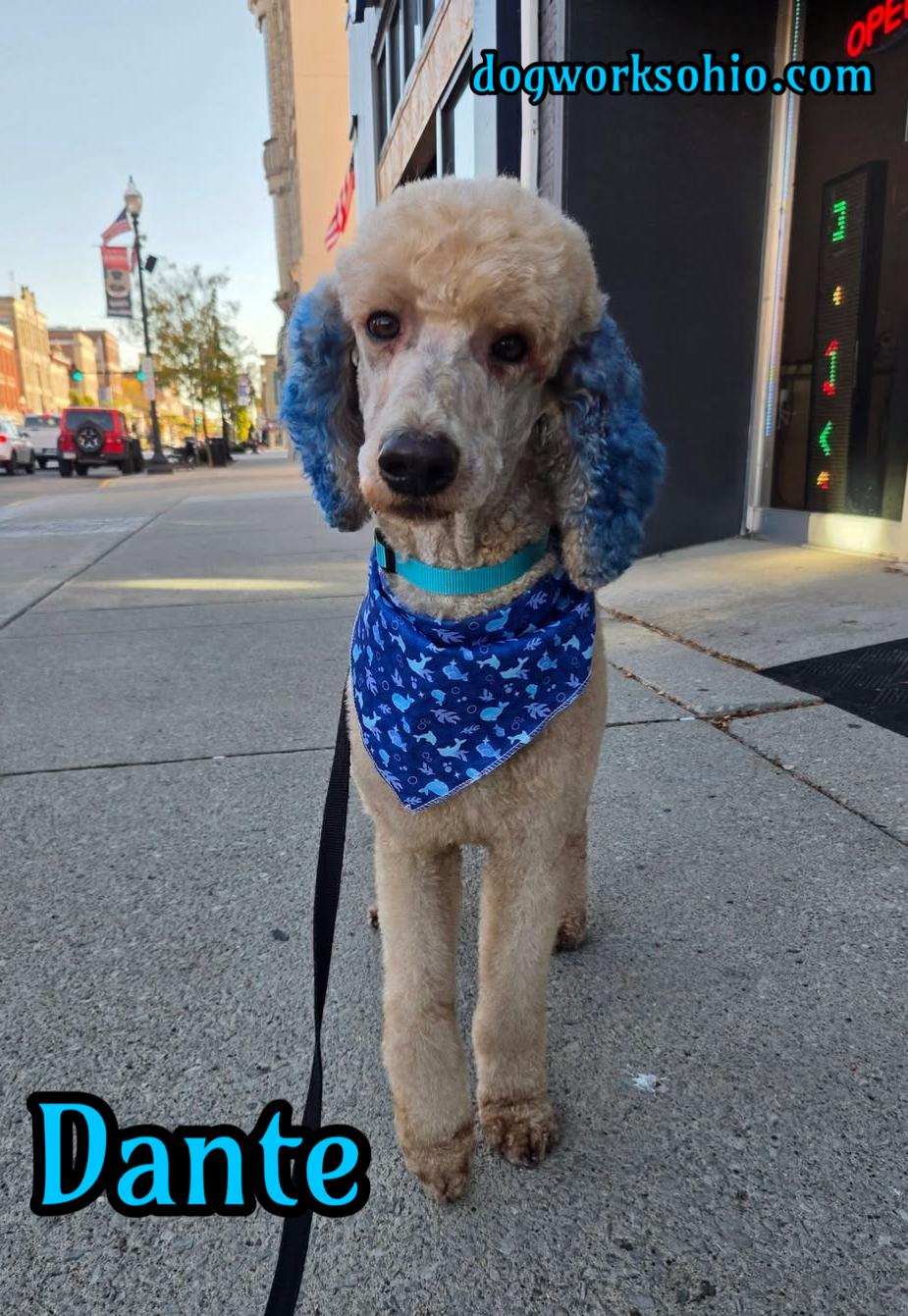 Enlarge Dante, a Adoptable Standard Poodle in Toledo, OH image 3/3