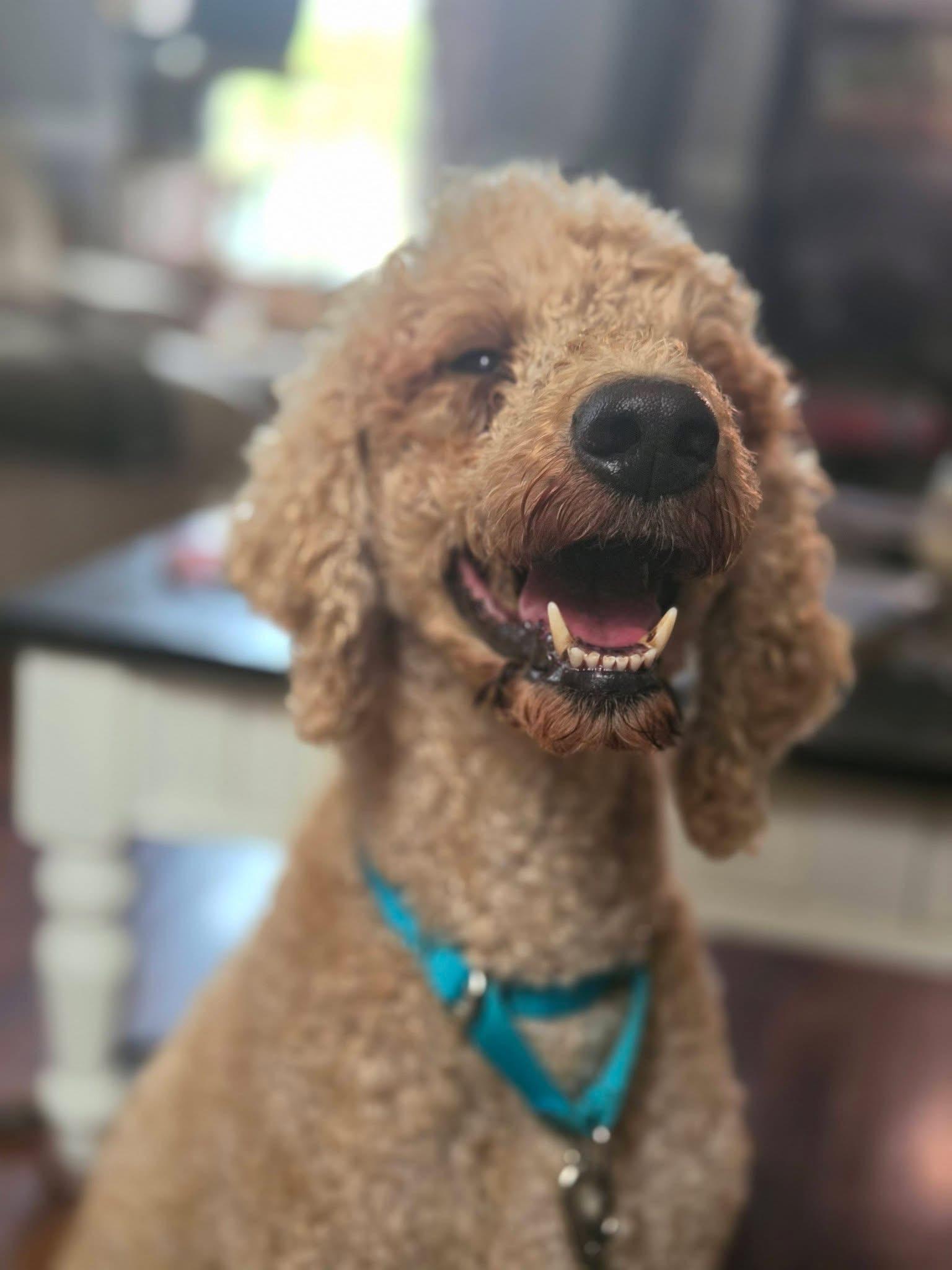 Enlarge Dante, a Adoptable Standard Poodle in Toledo, OH image 2/3