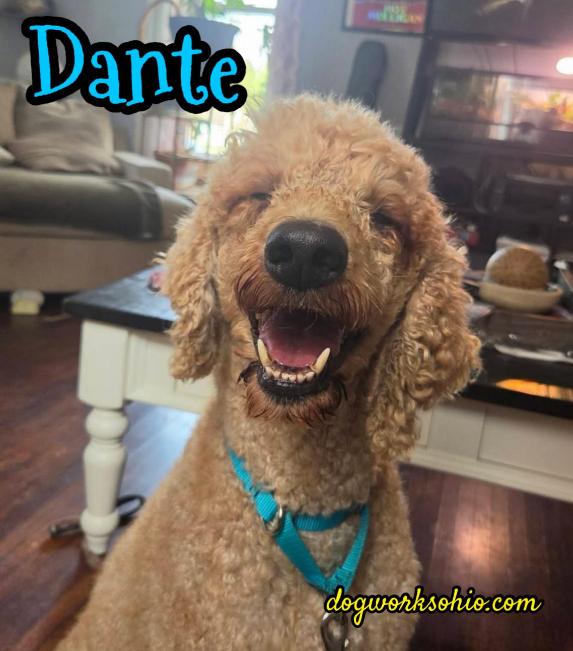 Enlarge Dante, a Adoptable Standard Poodle in Toledo, OH image 1/3