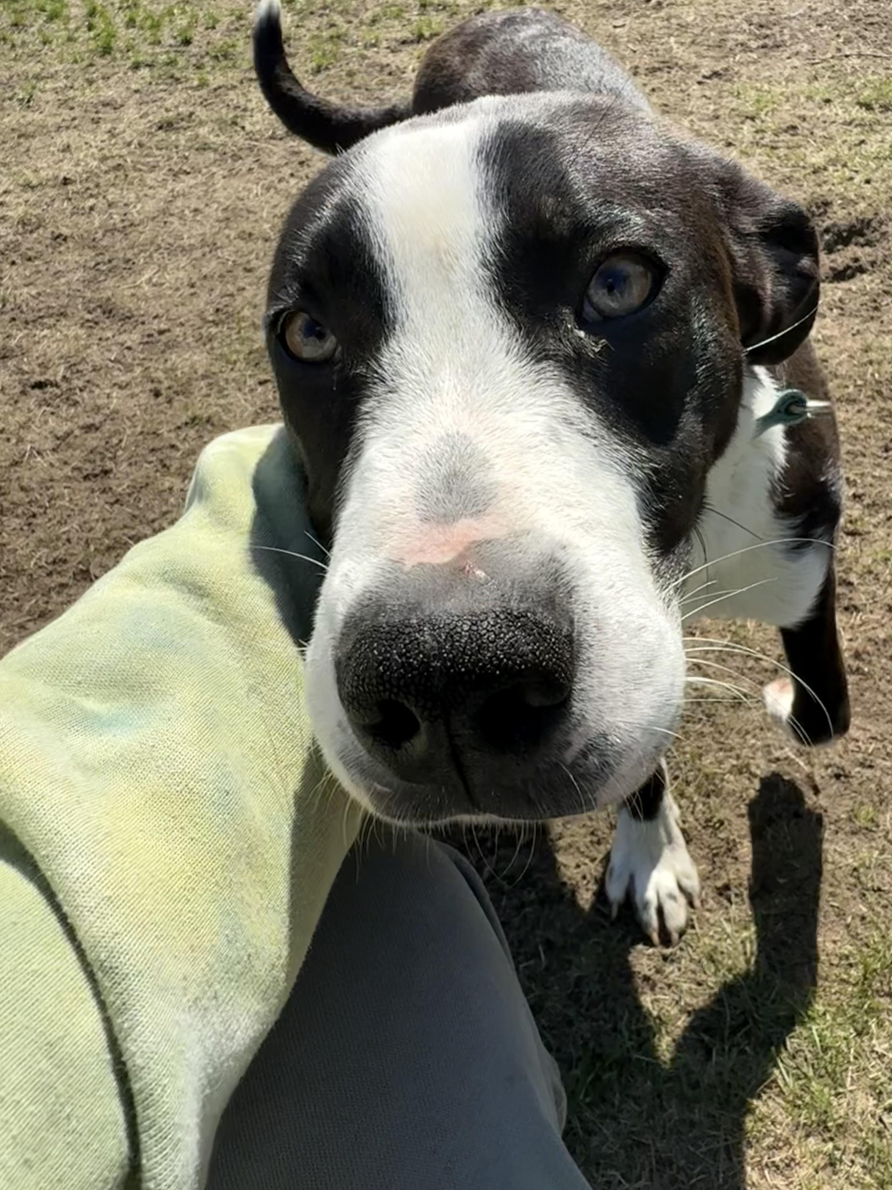Shady, Adopted, Young Male Labrador Retriever & Cattle Dog.