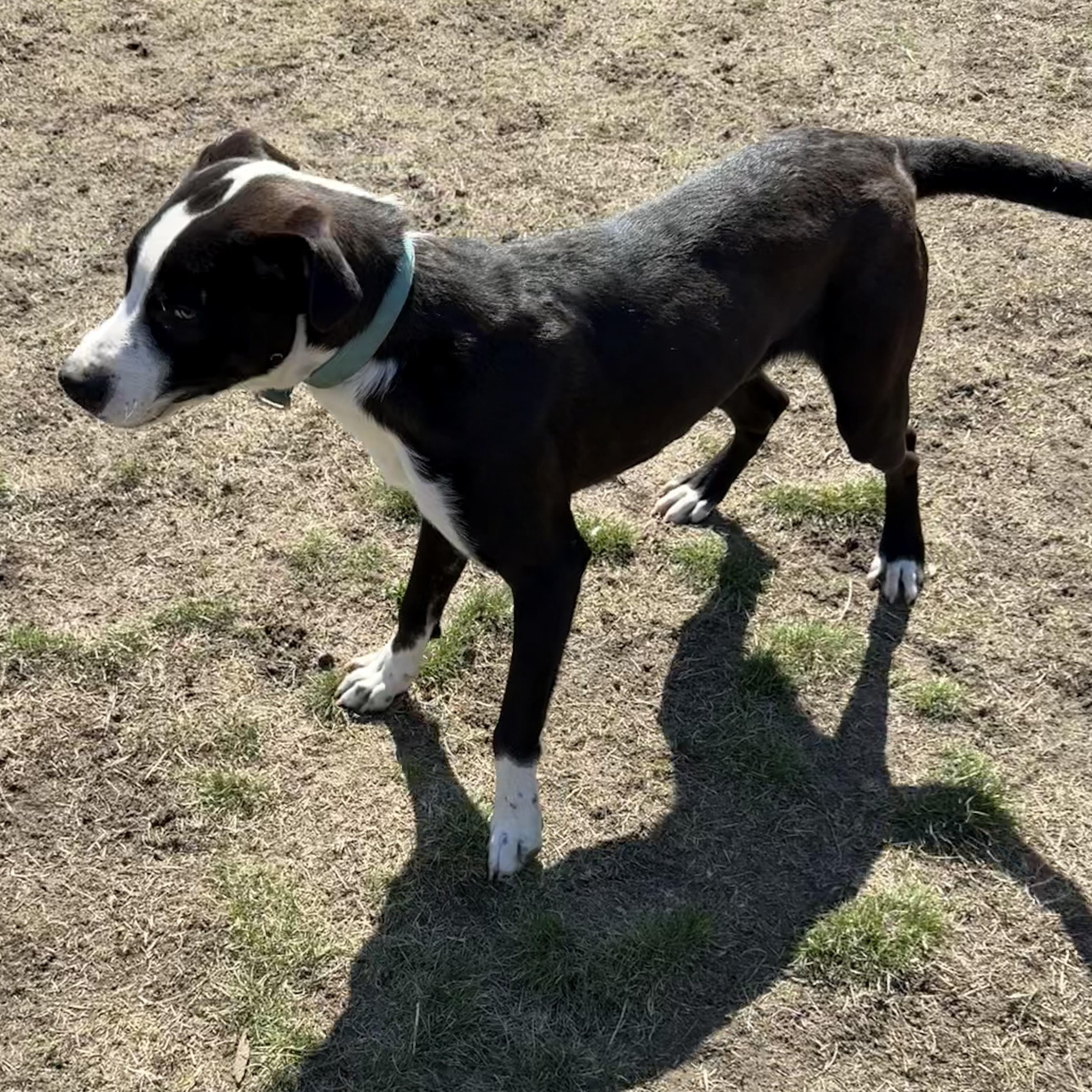 Enlarge Shady, a Adopted mixed breed in Carver, MA image 4/4