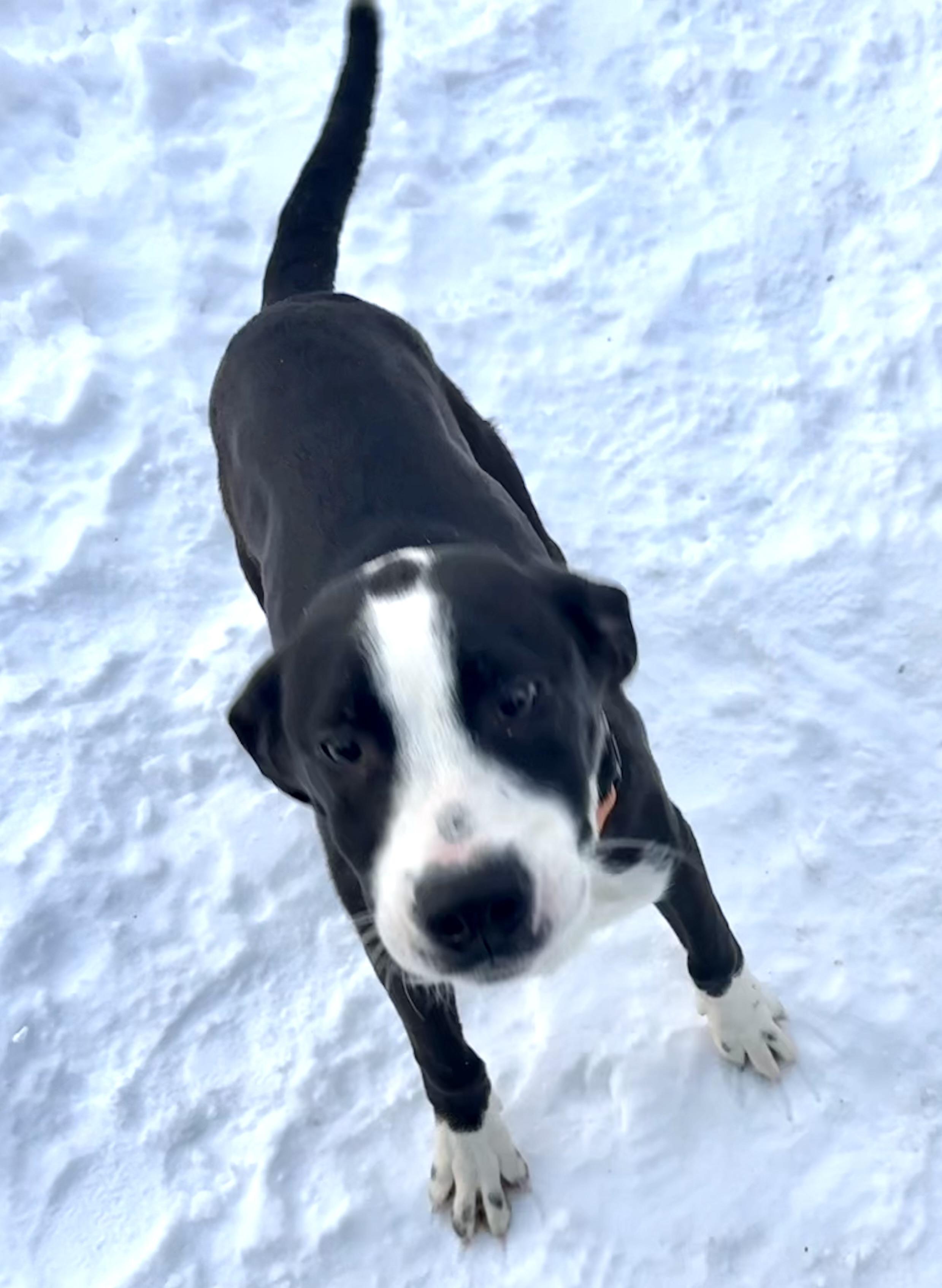 Enlarge Shady, a Adopted mixed breed in Carver, MA image 2/4