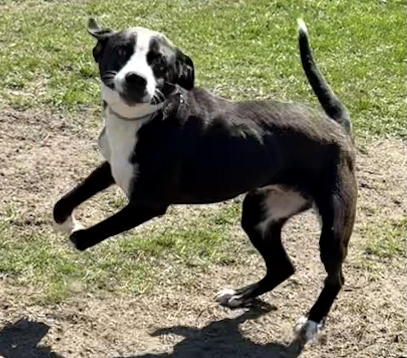 Enlarge Shady, a Adopted mixed breed in Carver, MA image 3/4