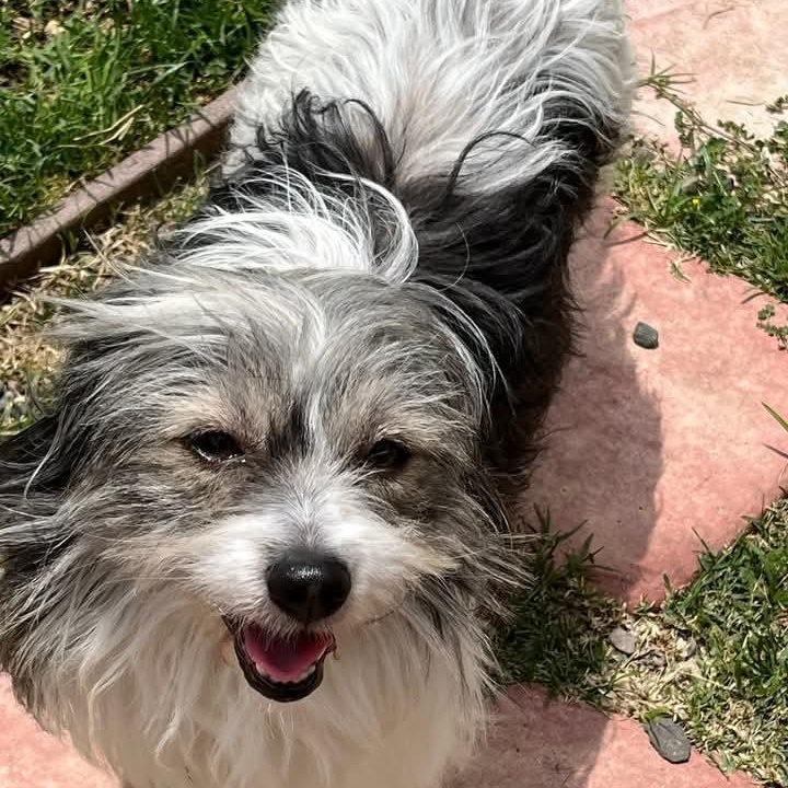 Watson