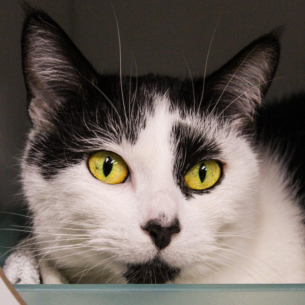 Enlarge Delilah, a Adoptable Domestic Short Hair in Canastota, NY image 1/3