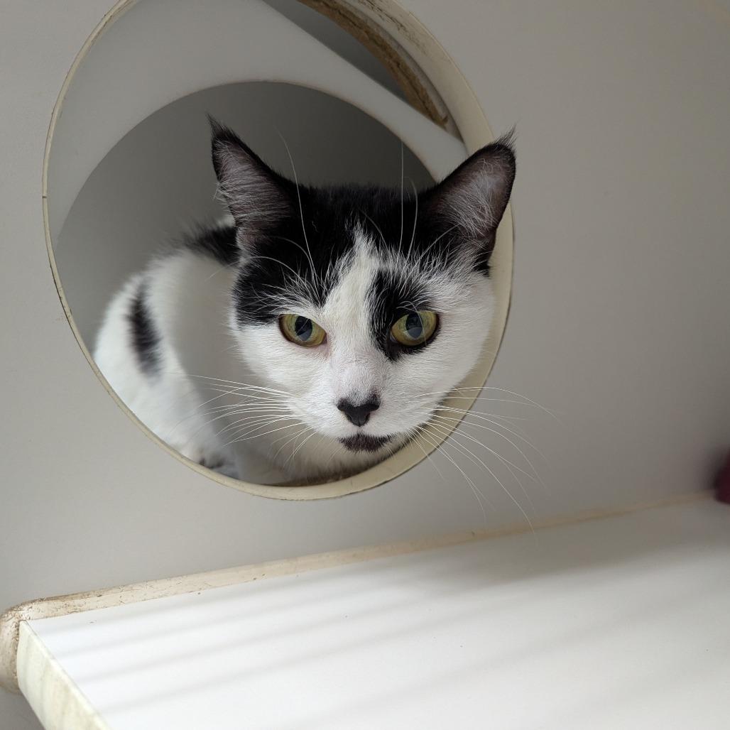 Enlarge Delilah, a Adoptable Domestic Short Hair in Canastota, NY image 2/3