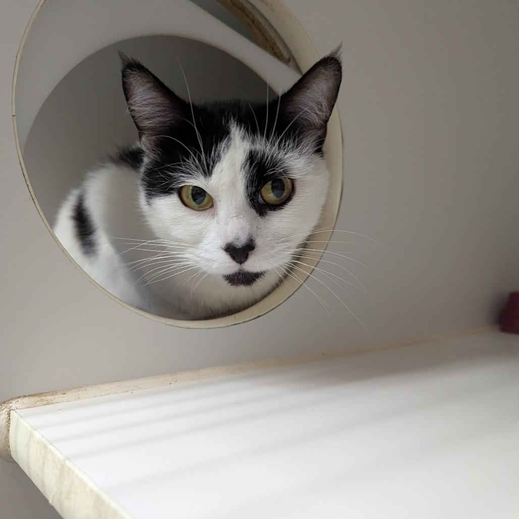 Enlarge Delilah, a Adoptable Domestic Short Hair in Canastota, NY image 3/3