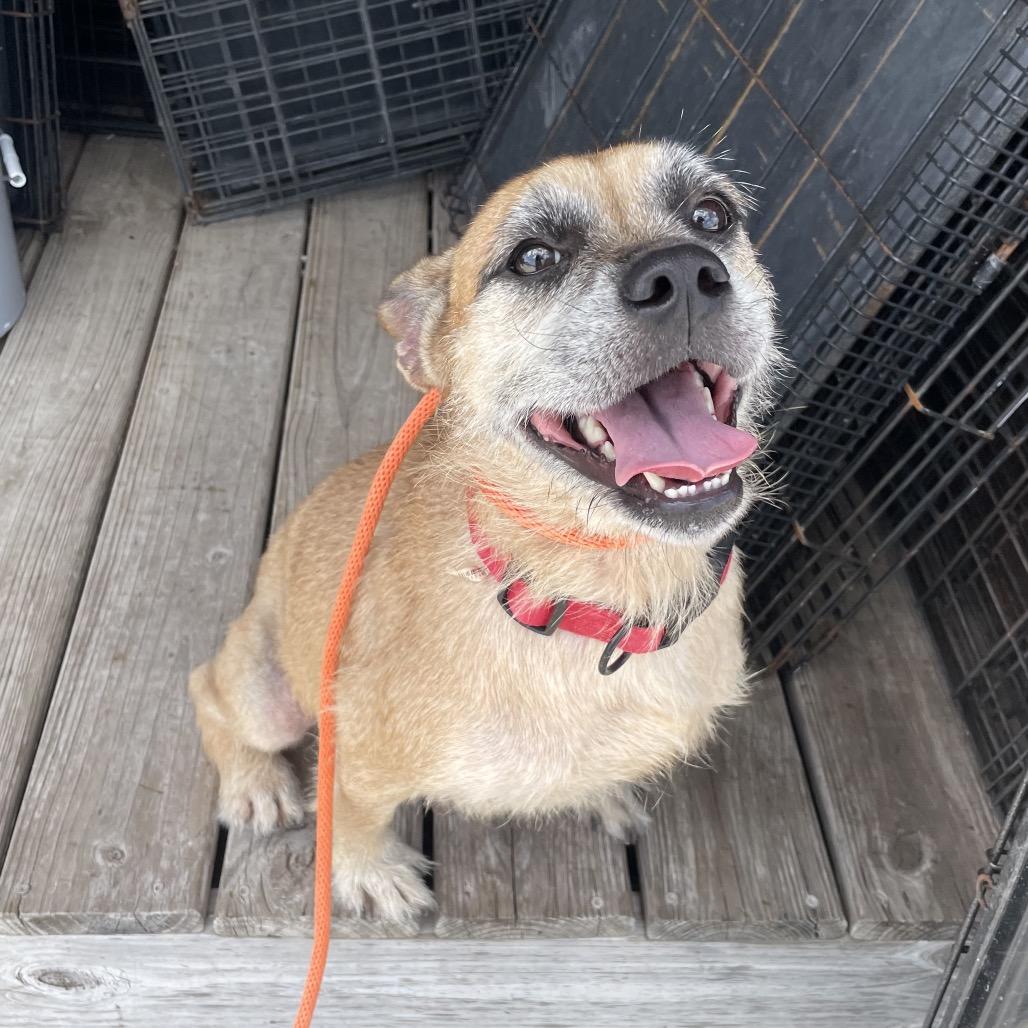 Enlarge Sweety, a Adoptable mixed breed in Clinton, CT image 6/6