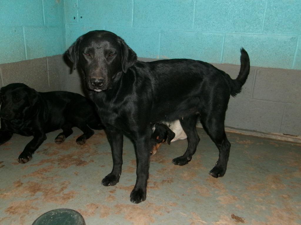 Enlarge Needy, a Adoptable Labrador Retriever in Winslow, AZ image 1/1