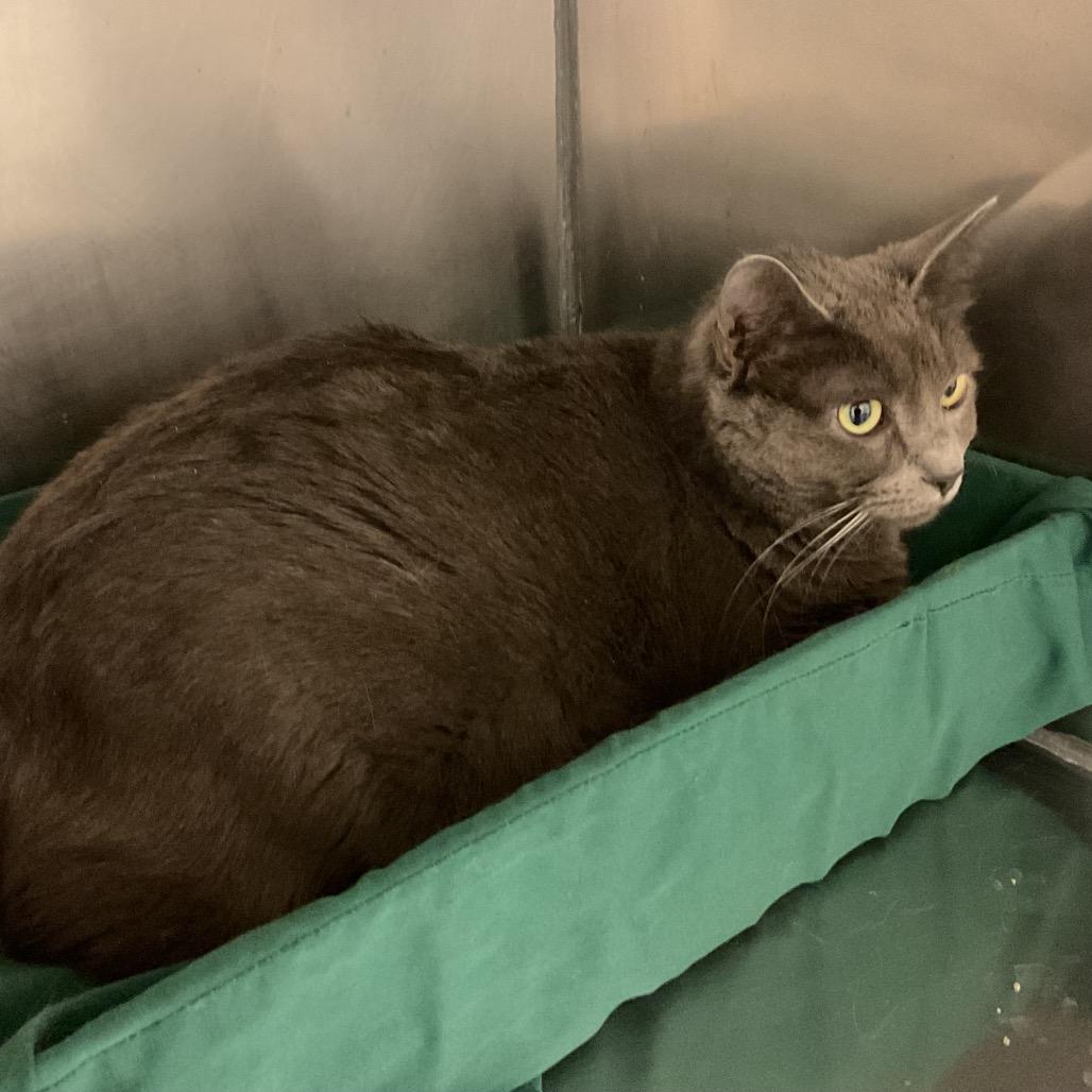 Sterling, Adoptable, Adult Female Domestic Short Hair.