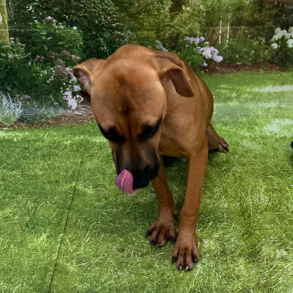 Cascade, Adoptable, Young Male Boxer & Mixed Breed.